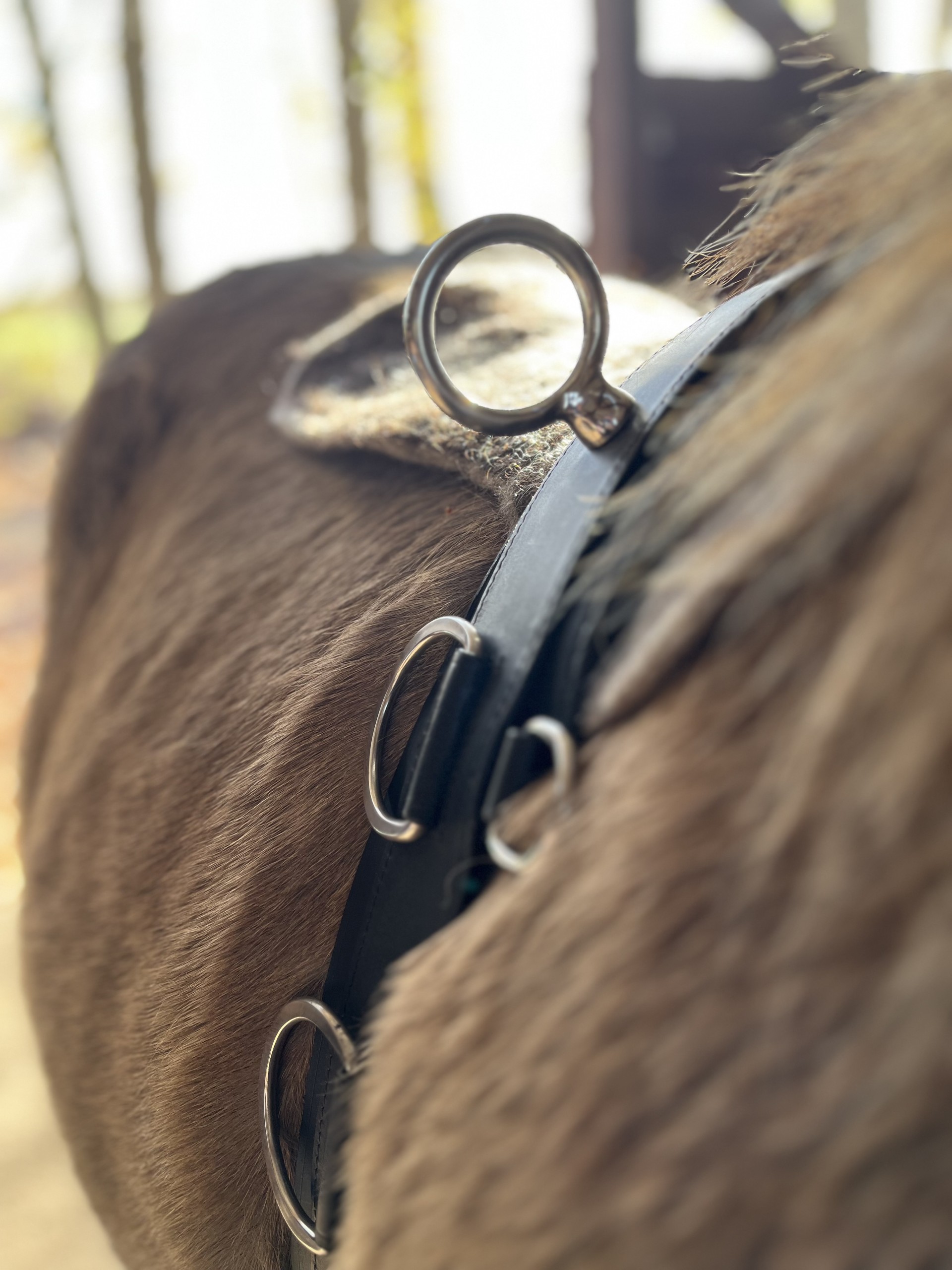 Hestagallery Longeersingel