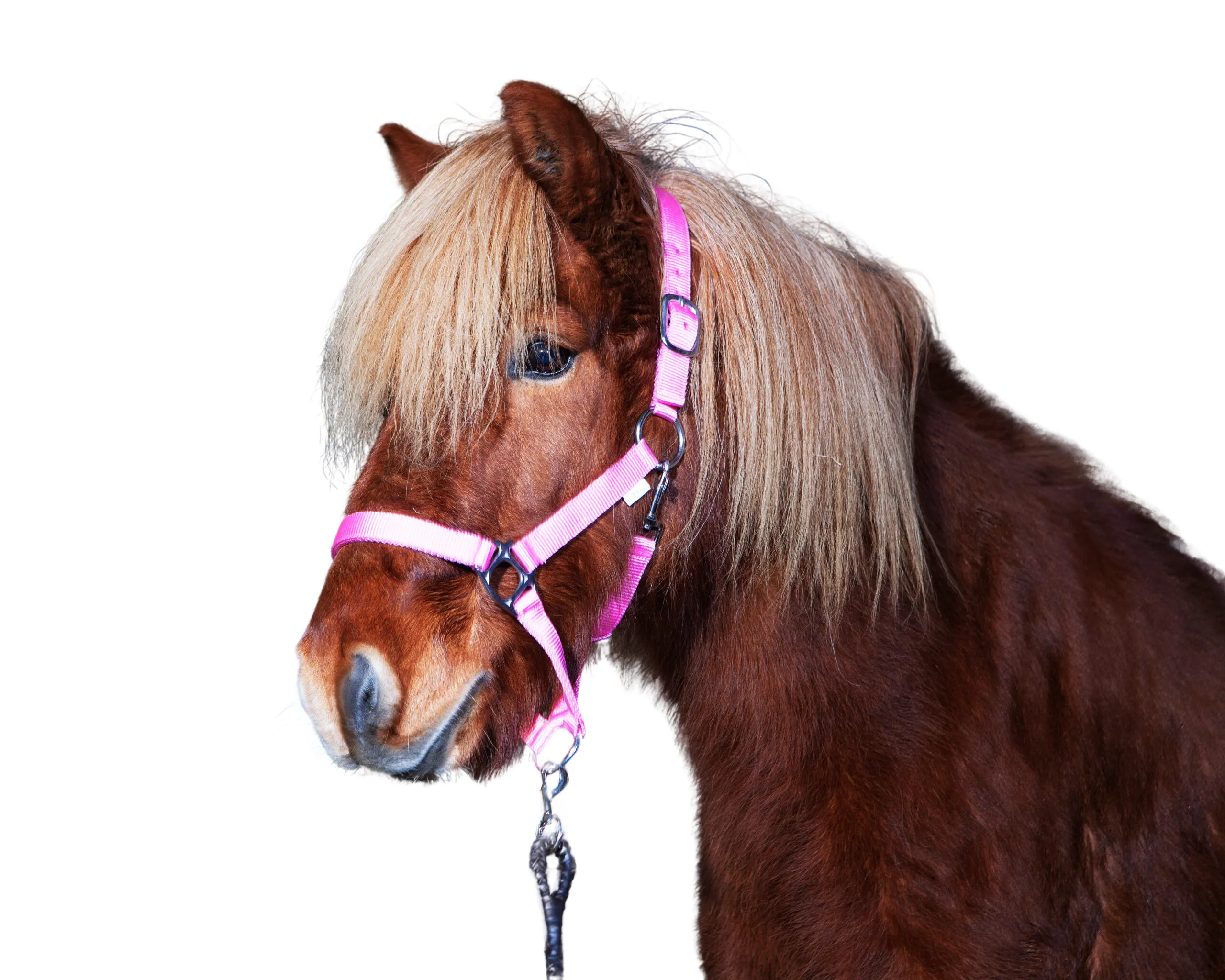 Hestagallery Halster